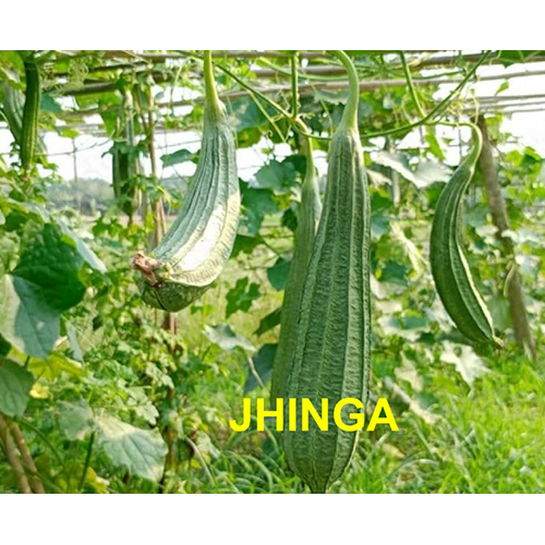 रिज़ गोर्ड - स. बी. इंटरनेशनल