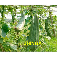Ridge Gourd