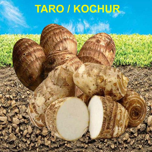 Taro Kochur