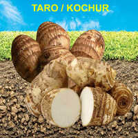 Taro Kochur - Moisture (%): 5% - 10%
