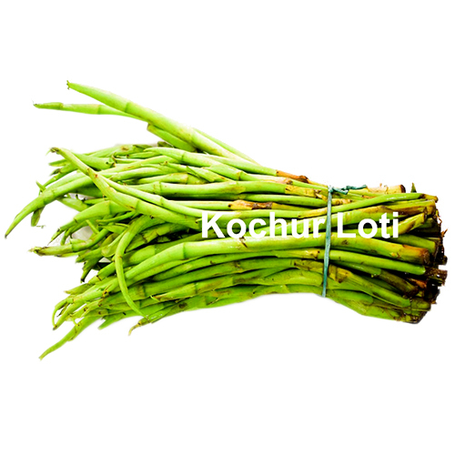 कोचुर लोटी