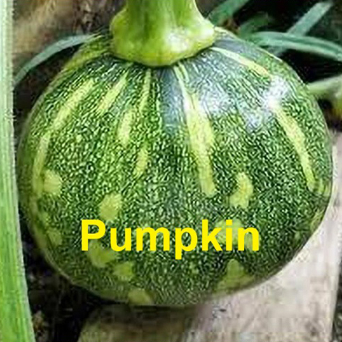 Fresh Pumpkin - Moisture (%): 5% - 10%