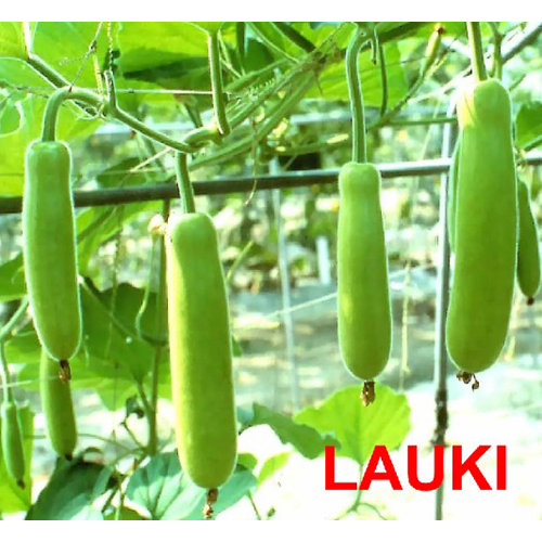 Lauki (Bottle Gourd) - Moisture (%): 5% - 10%