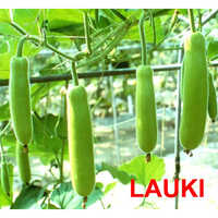 Lauki (Bottle Gourd)