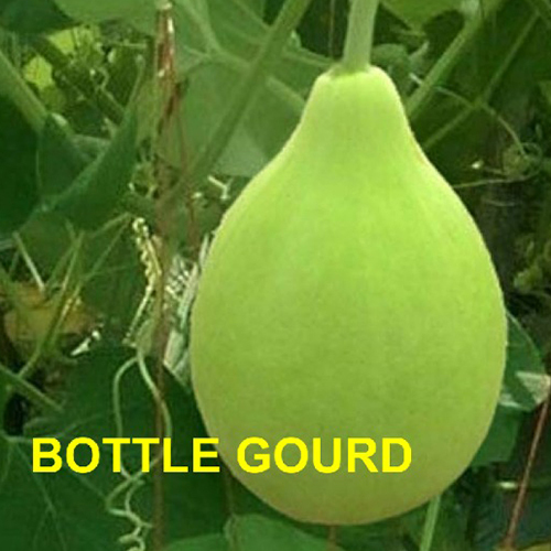 Lauki (Bottle Gourd) - Moisture (%): 5% - 10%