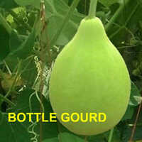 Lauki (Bottle Gourd)