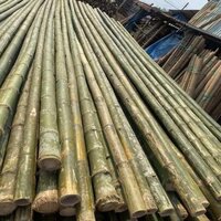 Long Voluka Bamboo Pole - Color: Green