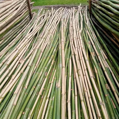 Green Long Bamboo Pole