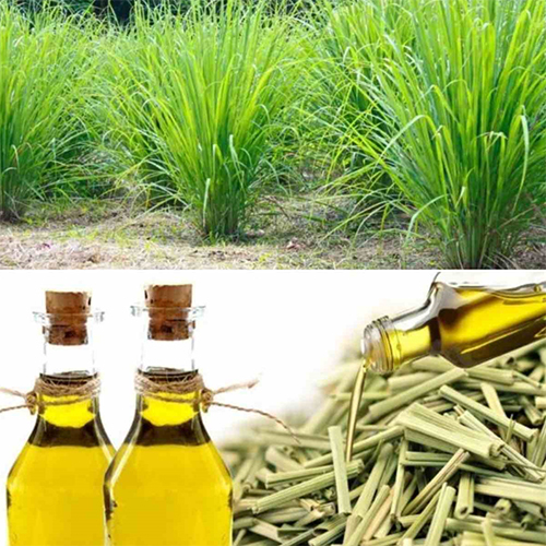 Lemon Grass Oil - Purity: 100 %