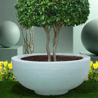 Lily Plant Pot