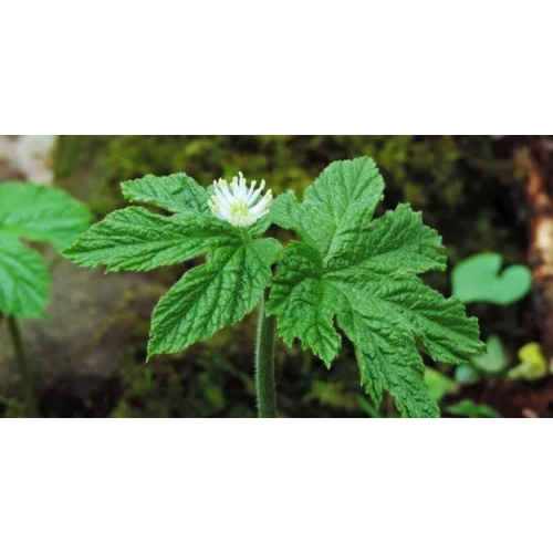 Golden Seal Extract Powder