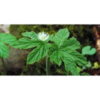 Golden Seal Extract Powder