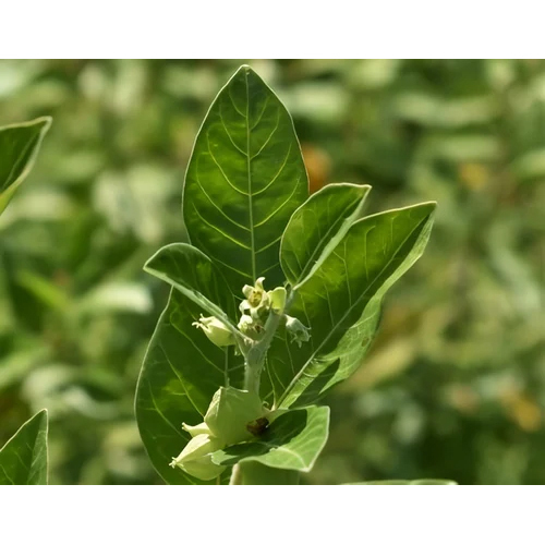 10 Percent Ashwagandha Root Extract