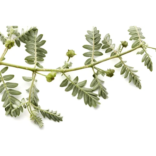 40 Percent Tribulus Terrestris Extract Powder