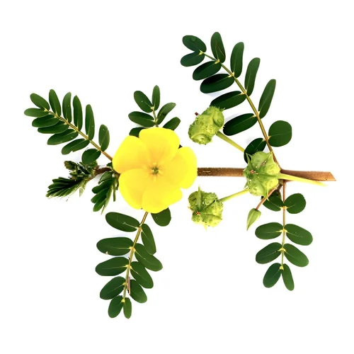 40 Percent Tribulus Terrestris Extract Powder