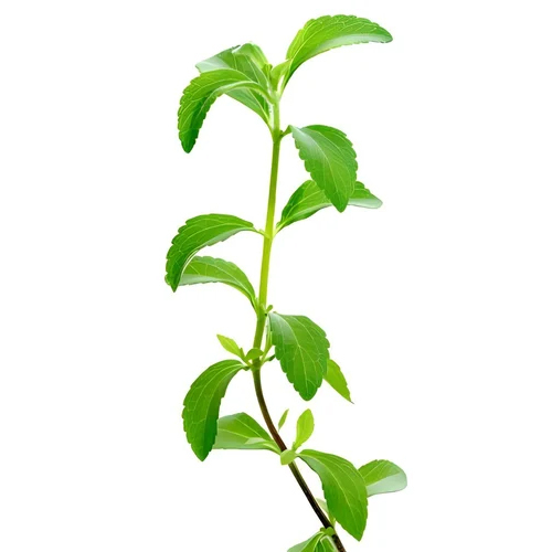 95 Percent Stevia Extract Powder