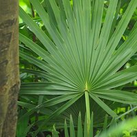 45 Percent Saw Palmetto Extract Powder