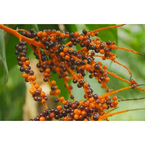 45 Percent Saw Palmetto Extract Powder