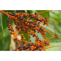 45 Percent Saw Palmetto Extract Powder