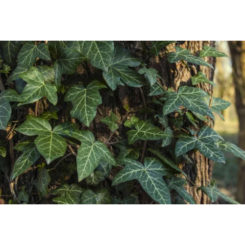 Ivy Leaf Extract