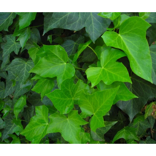 Ivy Leaf Extract - Grade: Industrial Grade