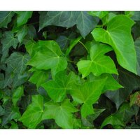 Ivy Leaf Extract