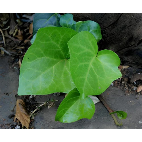 Ivy Leaf Extract