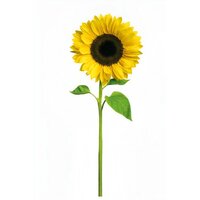 Vitamin E 500 IU By G Organic Powder