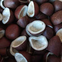 Dry Cutting Coconut