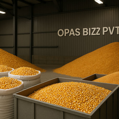 Dried Maize - Cultivation Type: Common