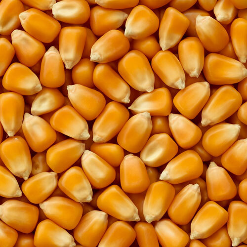 Natural Maize