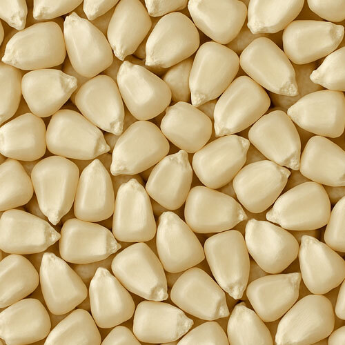 White Maize - Cultivation Type: Common
