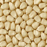White Maize