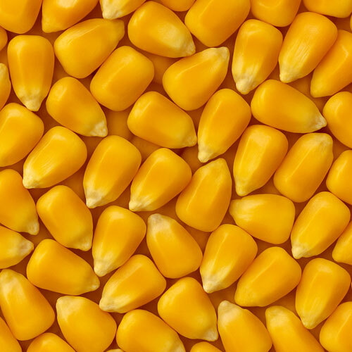Yellow Maize - Cultivation Type: Common