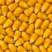 Yellow Maize