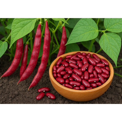 Red Kidney Beans - Broken (%): 5%