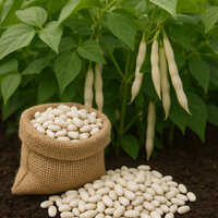 White Kidney Beans
