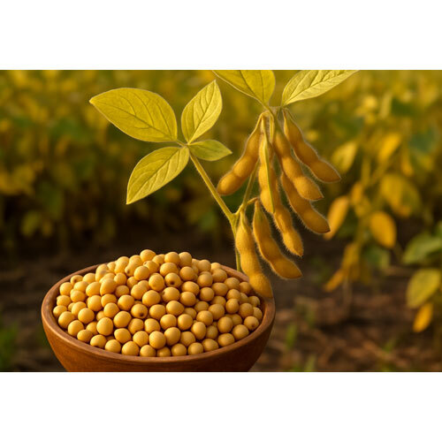 Yellow Soyabeans