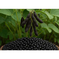 Black Soyabean - Broken (%): 3%