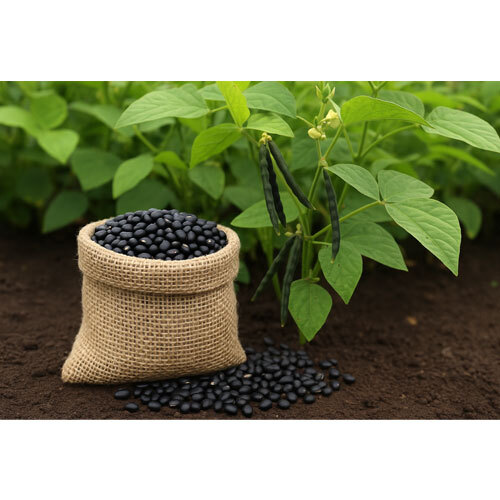Whole Urad Pulses