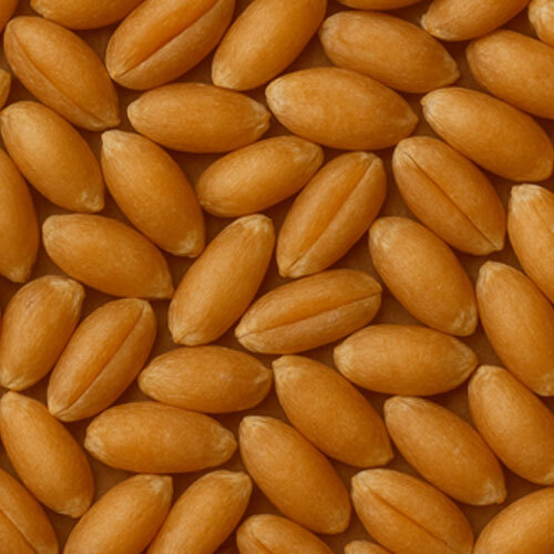 Bansi Wheat - Cultivation Type: Organic