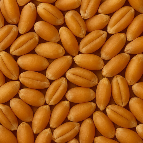 Lokman Wheat - Cultivation Type: Organic