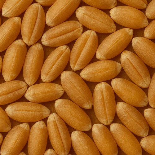 Milling Wheat - Cultivation Type: Organic