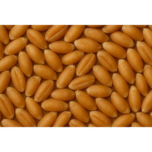 Sharbati Wheat - Cultivation Type: Organic