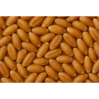 Sharbati Wheat