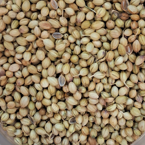 Coriander Seeds
