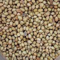 Coriander Seeds