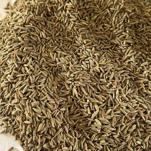 Singapore 99 Cummins Seeds