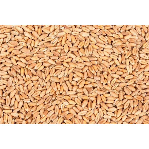 Automatic Wheat Color Sorter Machine - Accuracy: 95% To 99% %