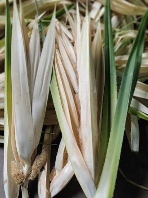 Kewda (Kewra) Ruh - Brand Name: Ryan